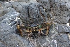 Grapsus