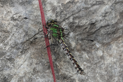 Ophiogomphus colubrinus