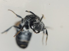 Anthophila