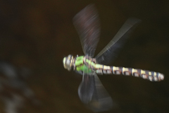 Ophiogomphus colubrinus