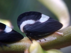 Membracis