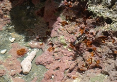 Christmas Rockskipper photo 2