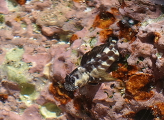 Christmas Rockskipper photo 1