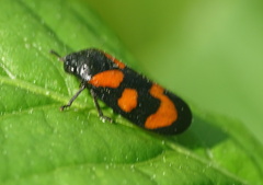 Cercopis vulnerata