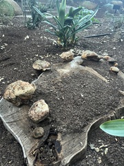 Ganoderma tuberculosum