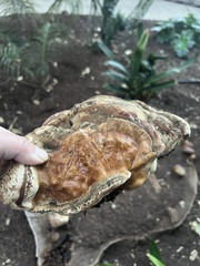 Ganoderma tuberculosum