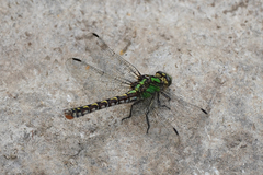 Ophiogomphus colubrinus