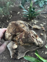 Ganoderma tuberculosum