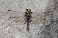 Ophiogomphus colubrinus