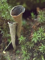 Craterellus