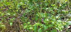 Stachytarpheta