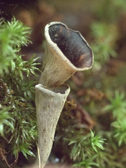 Craterellus