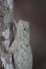 Sceloporus lundelli