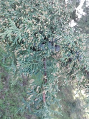 Cupressus lusitanica