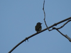 Myiornis auricularis