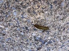 Spodoptera ornithogalli