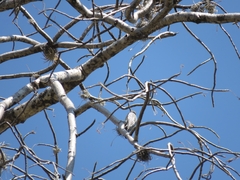 Melanerpes hypopolius