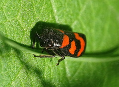 Cercopis vulnerata