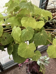 Begonia handelii