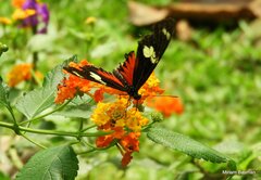 Heliconius doris