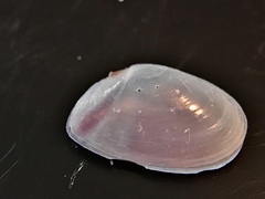 Ameritella versicolor