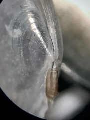 Ameritella versicolor