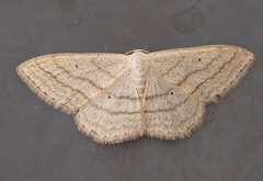 Scopula ancellata
