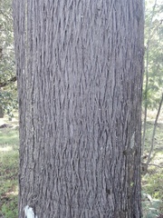 Cupressus lusitanica