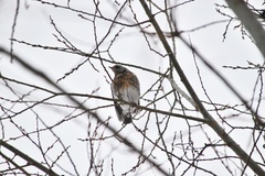Turdus pilaris
