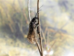 Megaloptera