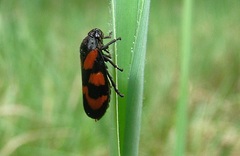 Cercopis vulnerata