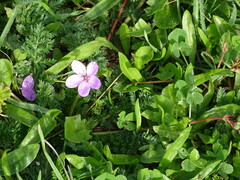 Erodium acaule