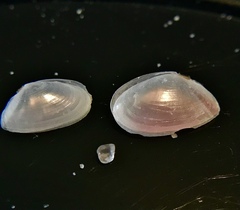 Ameritella versicolor