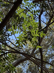 Koelreuteria bipinnata