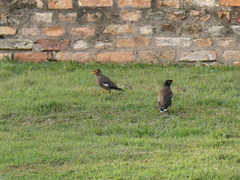 Acridotheres tristis