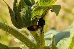 Dasymutilla ursus