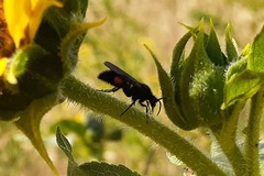 Dasymutilla ursus