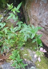 Cedronella canariensis