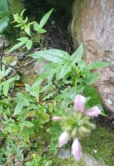 Cedronella canariensis