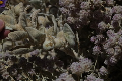 Solanum lasiophyllum