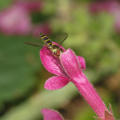 Fazia micrura