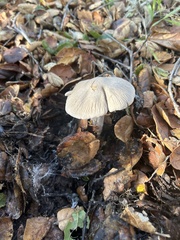 Coprinopsis uliginicola