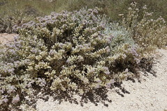 Solanum lasiophyllum