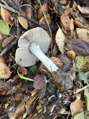 Coprinopsis uliginicola