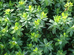 Euphorbia dendroides