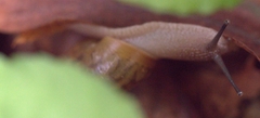 Mesomphix