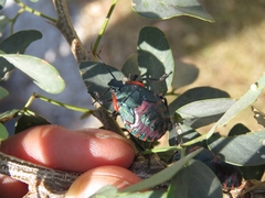 Alcaeorrhynchus grandis