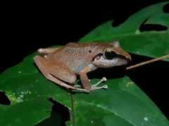 Pristimantis reichlei