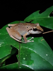 Pristimantis reichlei