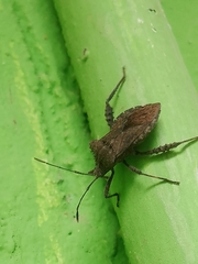 Heteroptera